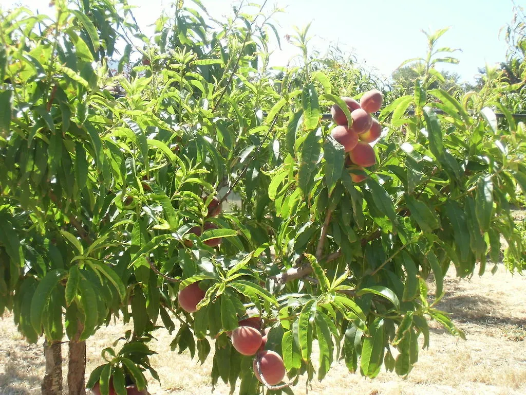 Farm stay Stella Di Sicilia Villa San Fratello